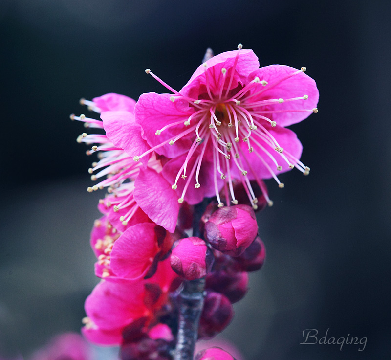 梅の花 摄影 Bdaqing