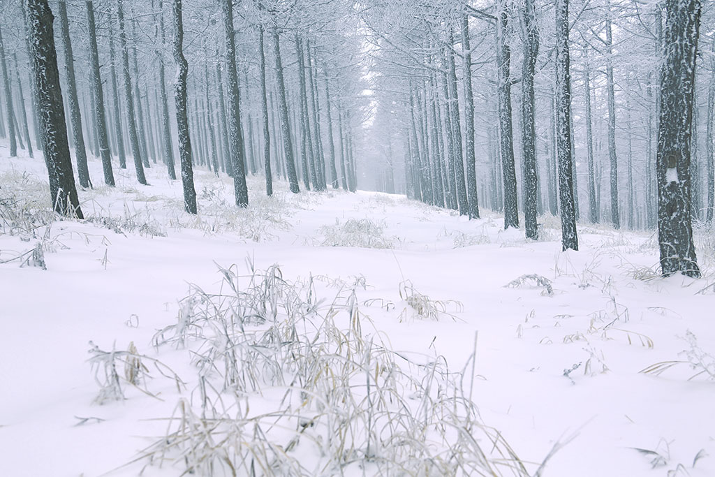 林间雪韵 摄影 七月虎