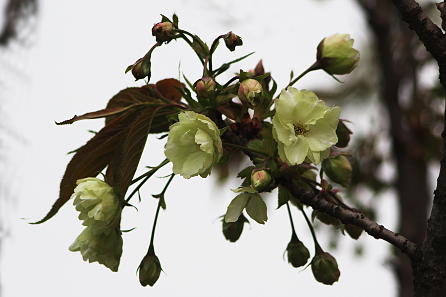 绿i樱花 摄影 松雪