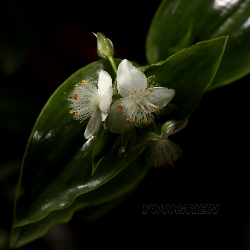 ？花 摄影 雍仁