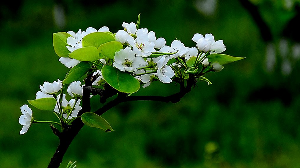 梨花【清明献花】 摄影 爱兰居士