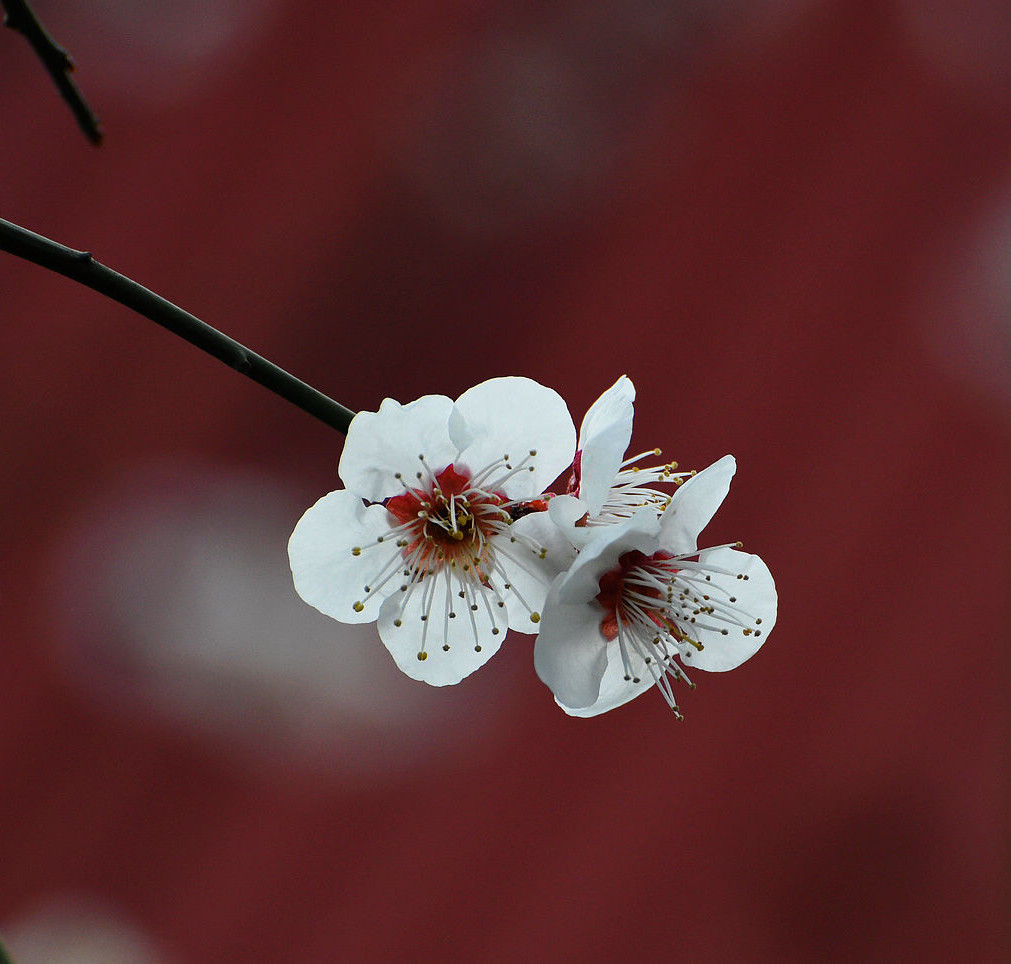 青岛傍晚的梅花 摄影 qdzp