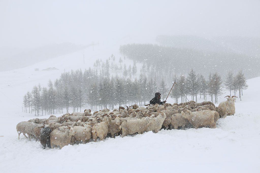 山 林 牧 雪 摄影 七月虎