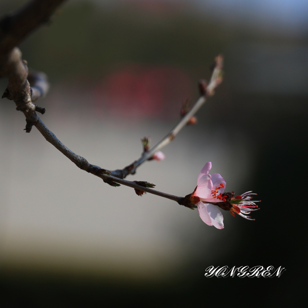 桃花初开 摄影 雍仁