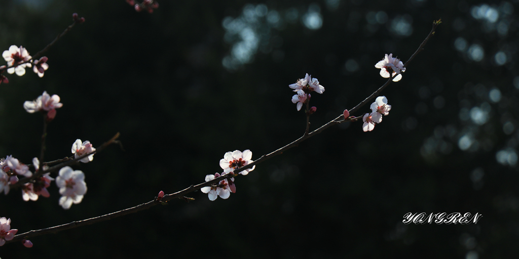 春日觅得桃花面 摄影 雍仁