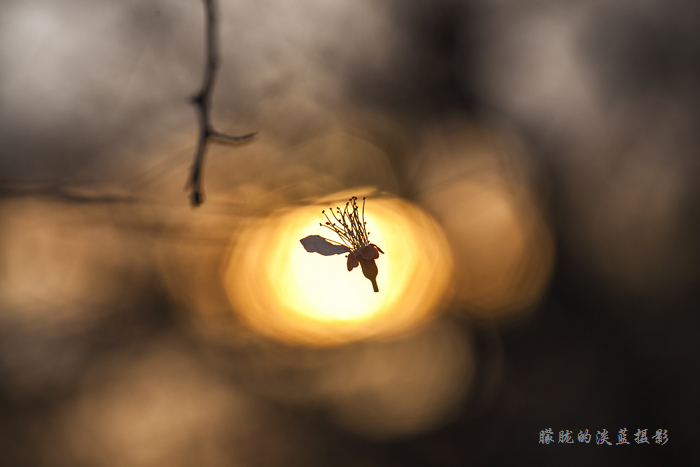 夕阳拥着的残花~ 摄影 朦胧的淡蓝