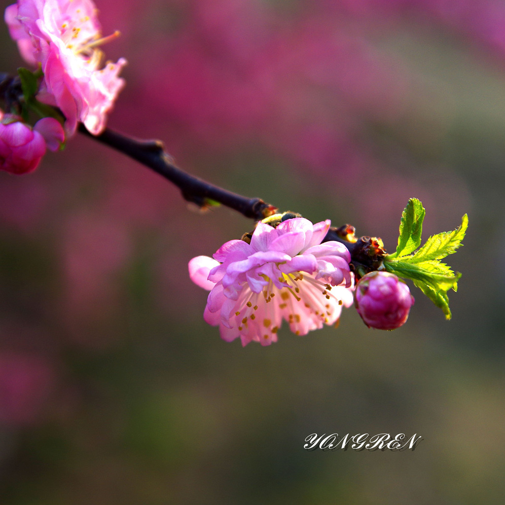 芳菲 摄影 雍仁