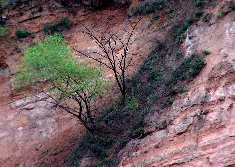 崖畔春色 摄影 大山51