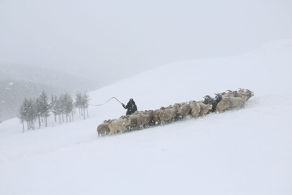 山林·雪域·牧歌 摄影 七月虎