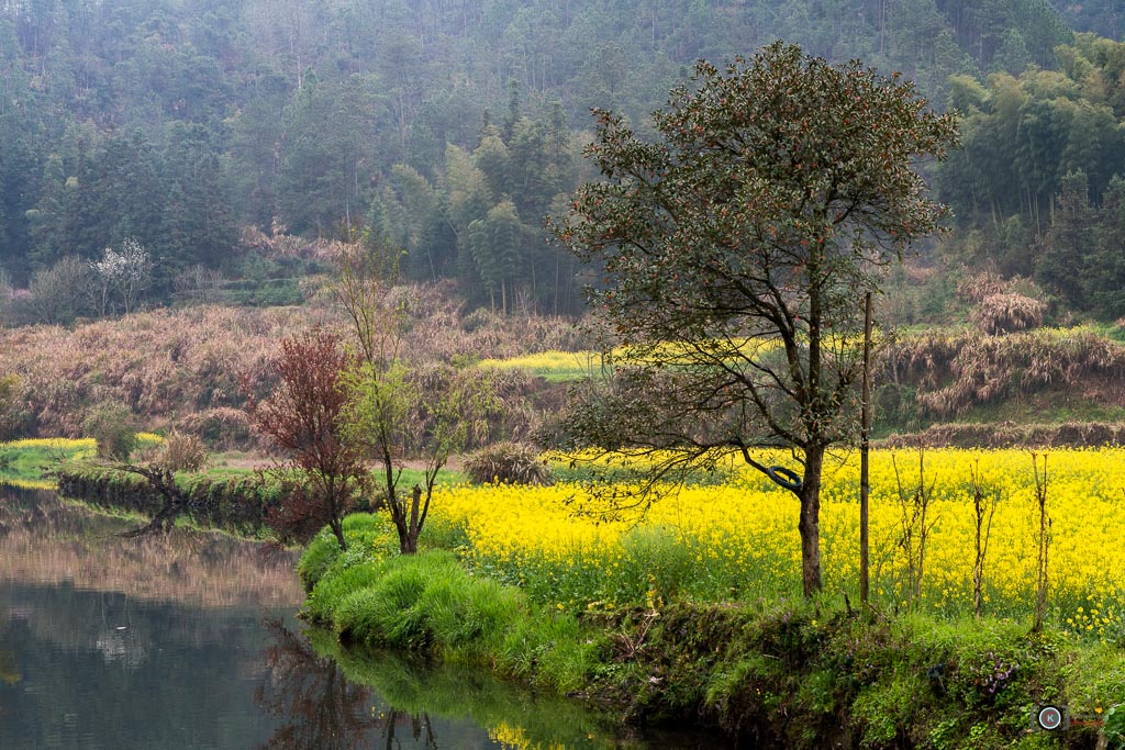 Field Of Yellow  II 婺源 Wuyuan 摄影 chookia