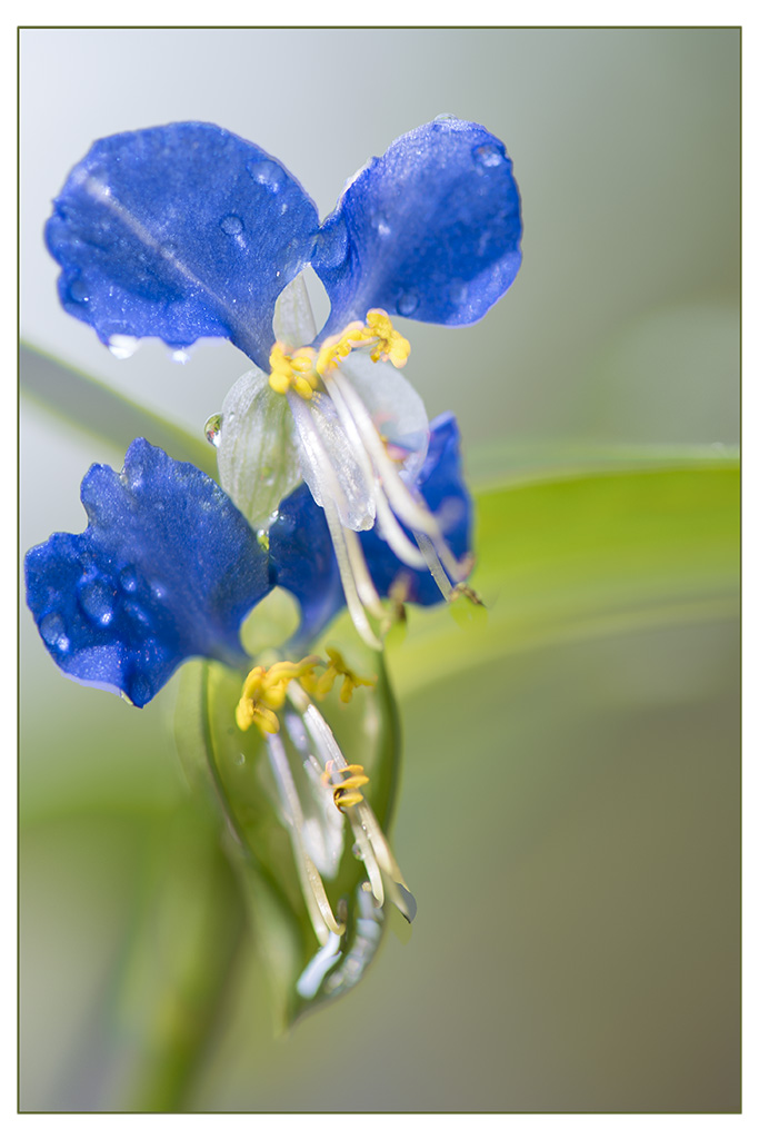 花卉1 摄影 mahongwei