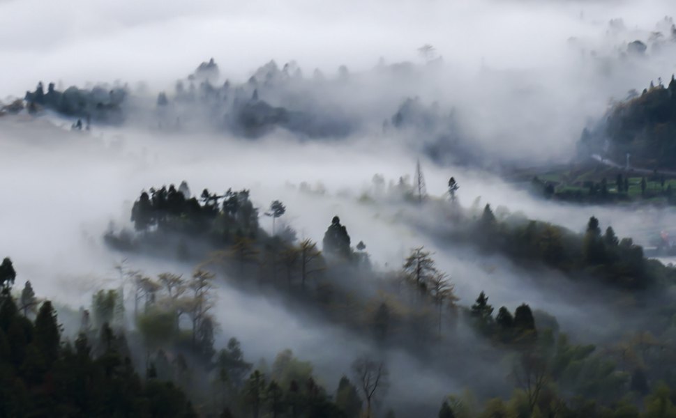 雾锁茗山 摄影 茗岙忠