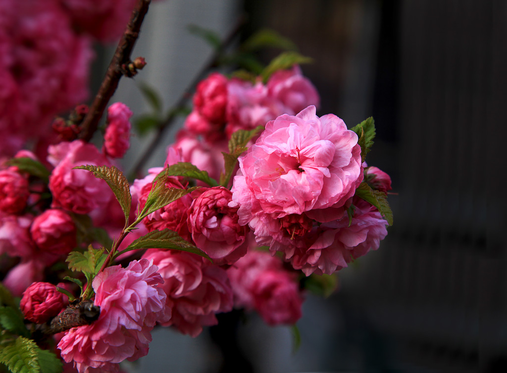 今年春花早3 摄影 xqz