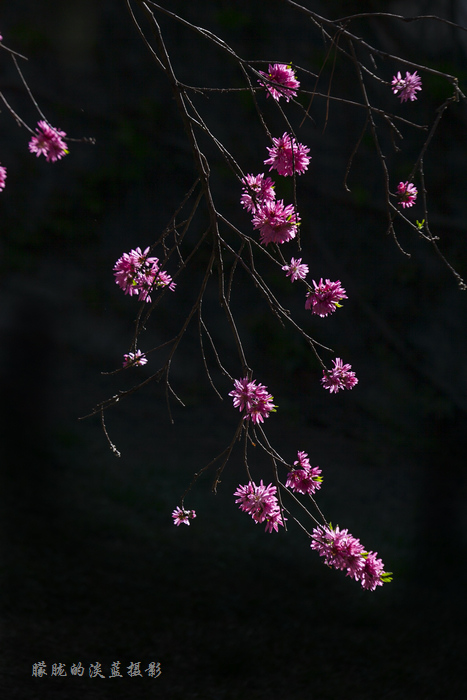 菊花桃~ 摄影 朦胧的淡蓝