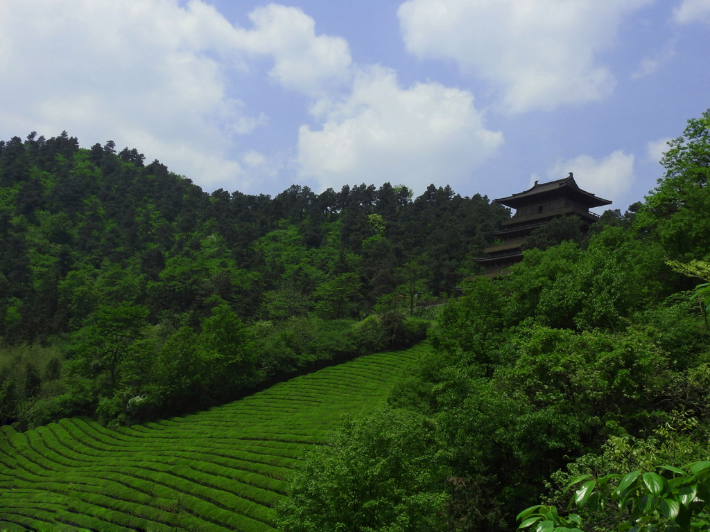 敬亭山--李白踏足的茶山 摄影 点击