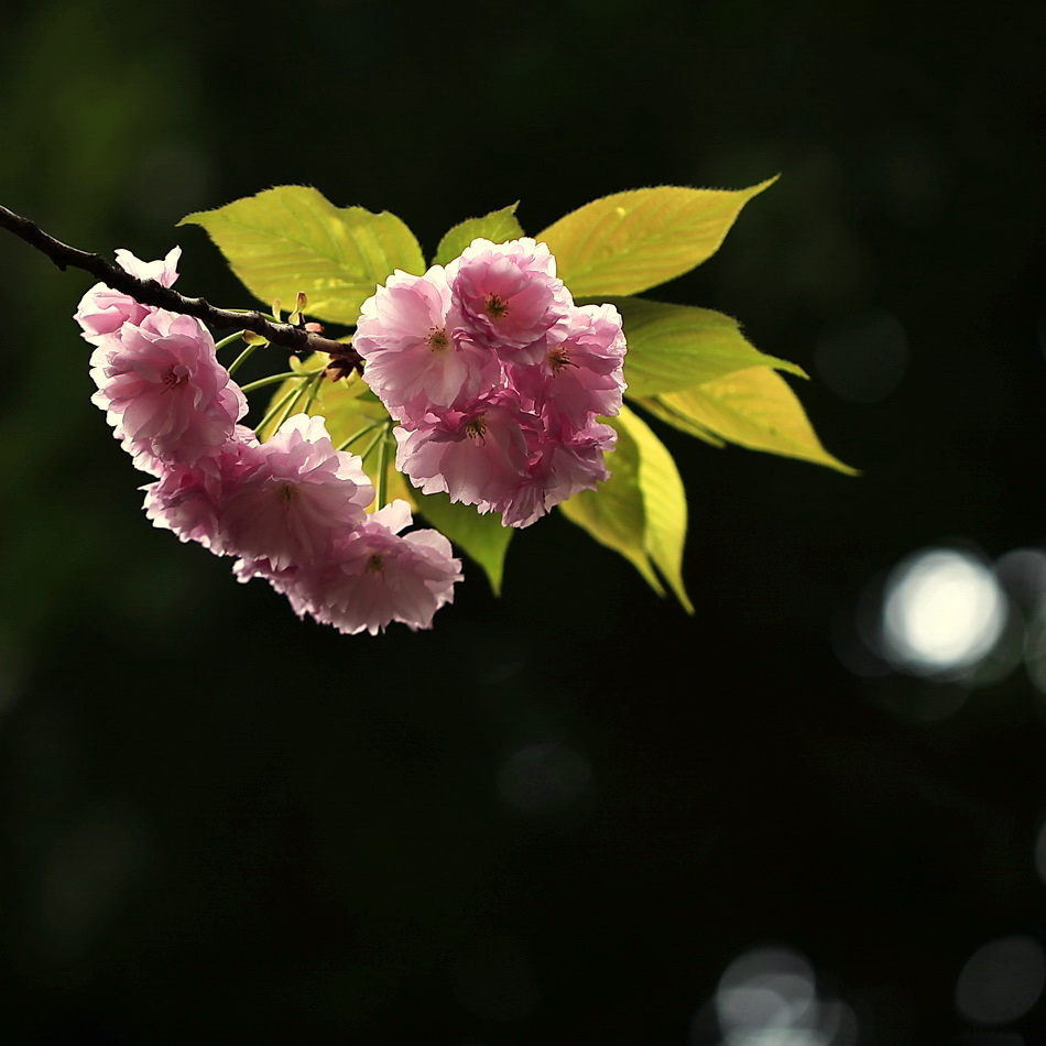 春花   33 摄影 冰之炫