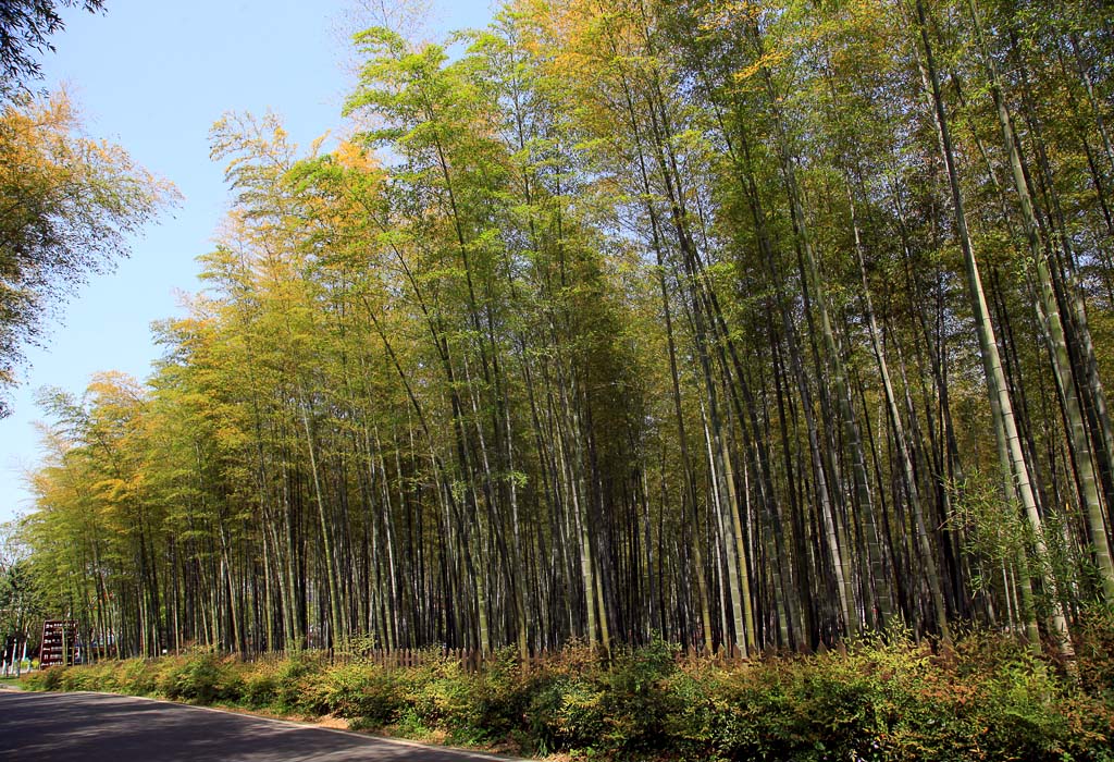 南山竹海1 摄影 余袅