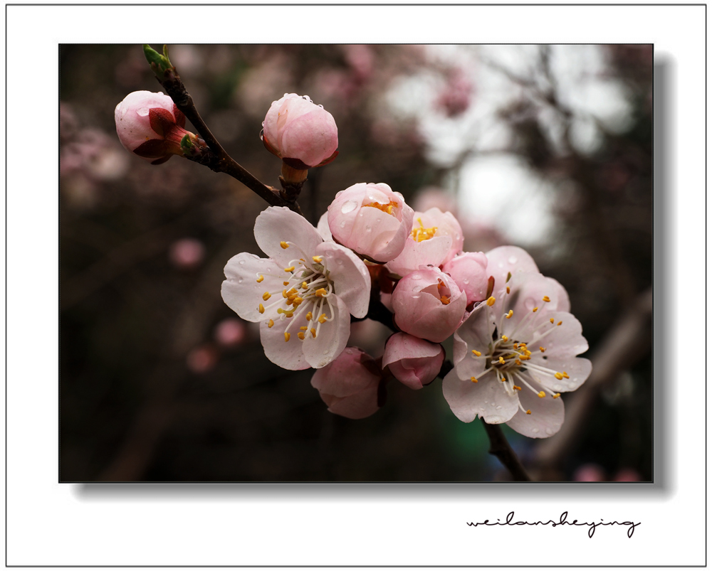 春    花 摄影 微澜