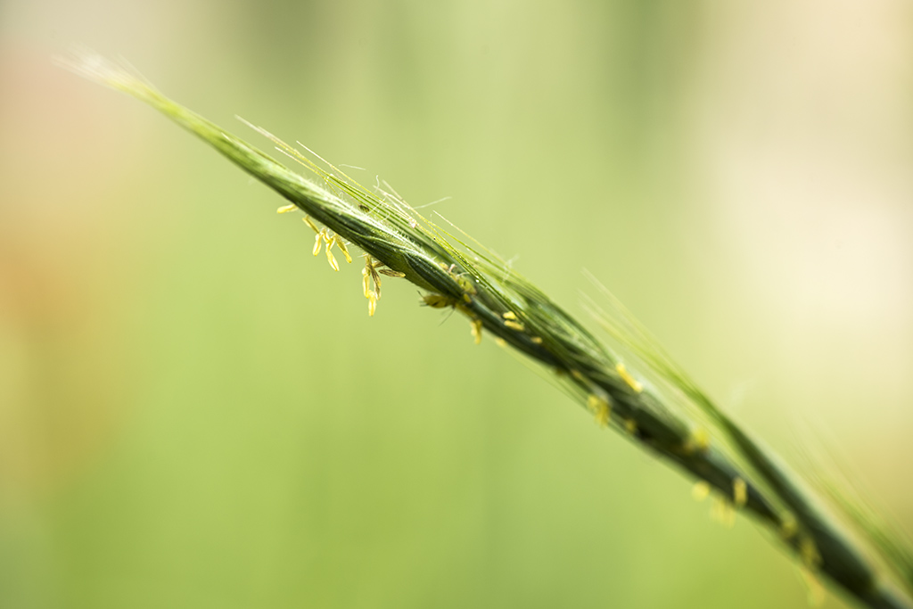 植物 摄影 mahongwei