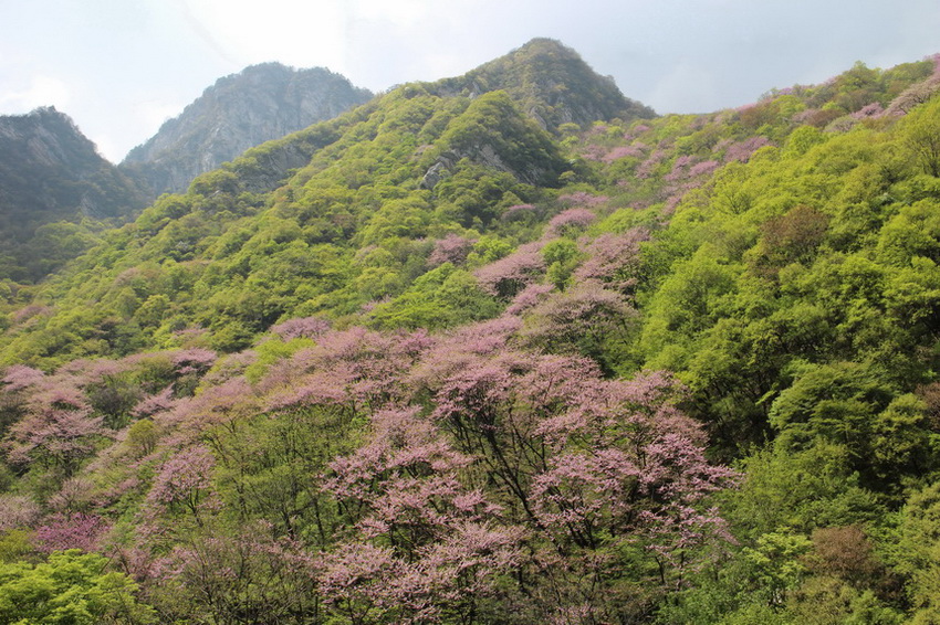 秦岭--太平峪--紫金花 摄影 大美秦岭1