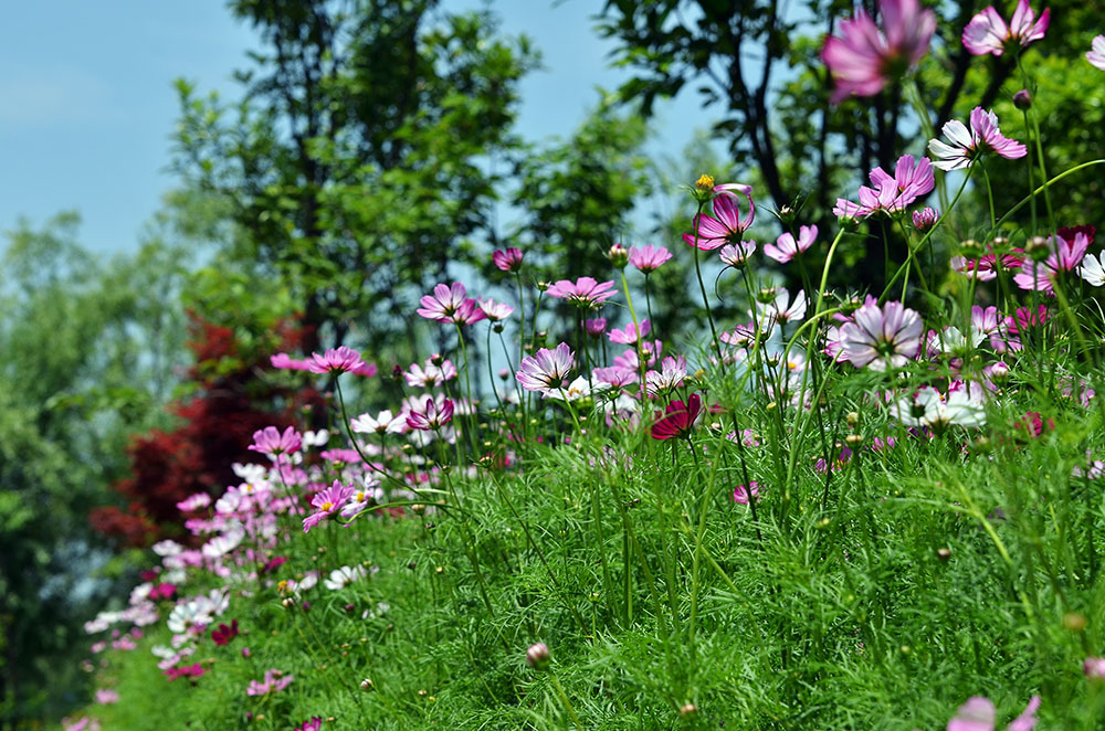 路边的野花 摄影 cim