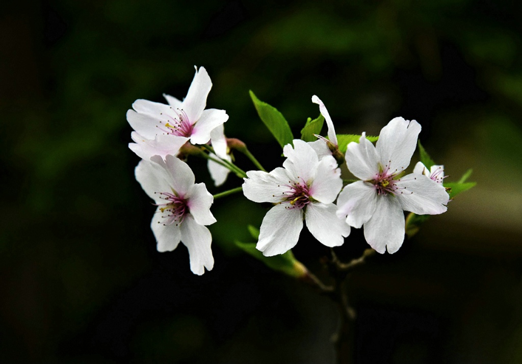 四月樱花1 摄影 czy919