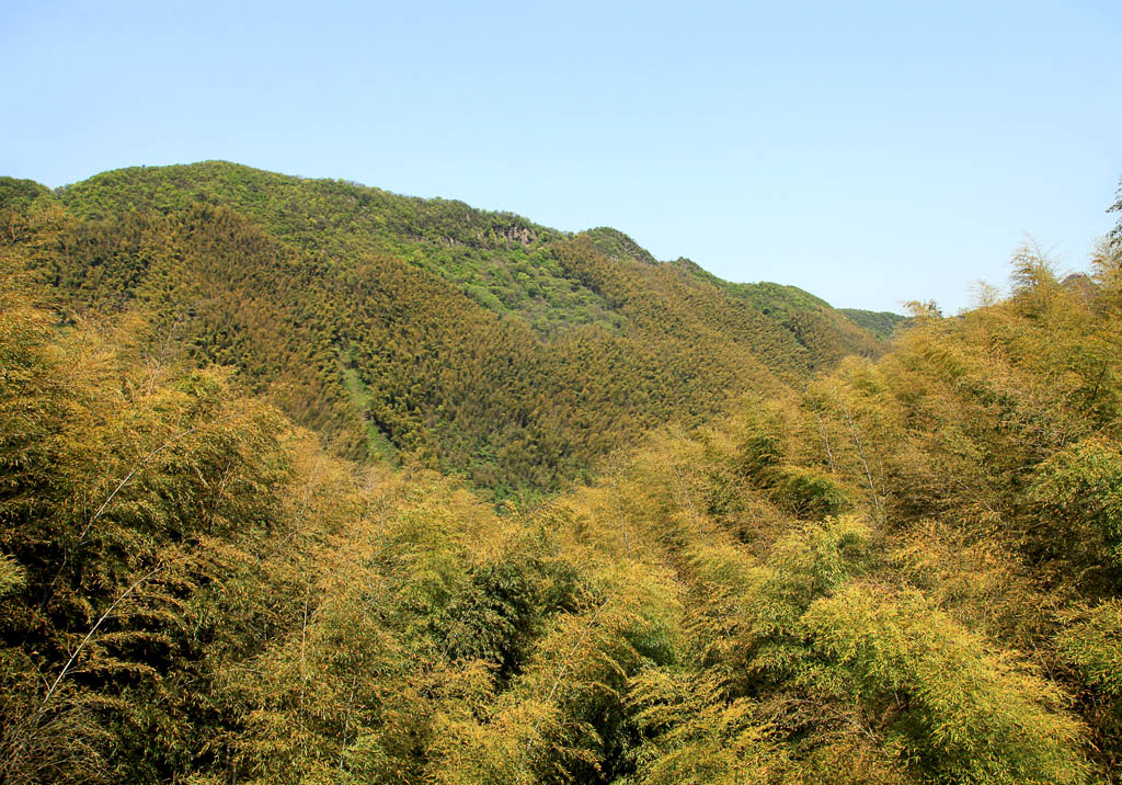 南山竹海29 摄影 余袅