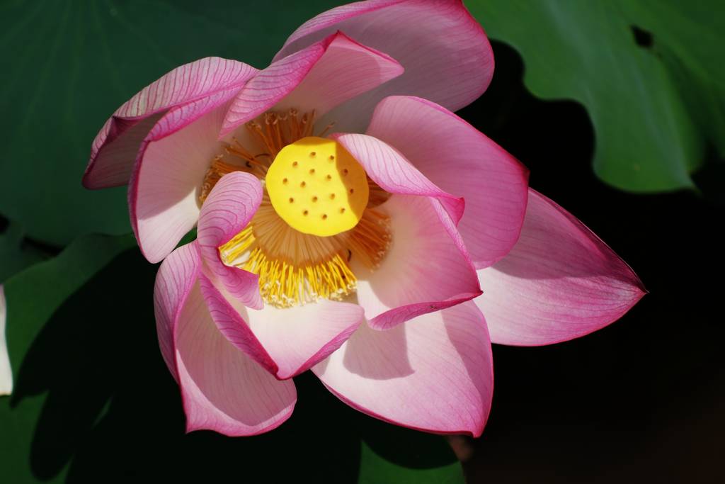 莲花1 摄影 狗杰娃克