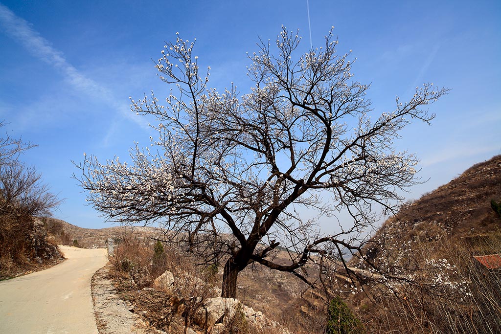 路边的杏树 摄影 秀水青山