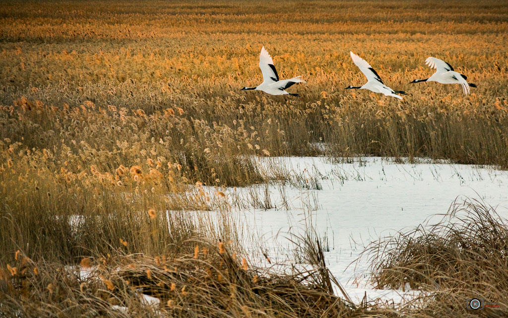 Red-Crowned Crane II Xianghai 摄影 chookia