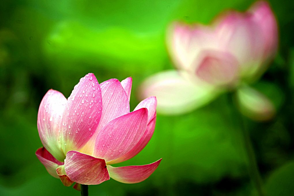 雨后荷花儿 摄影 茶友老人