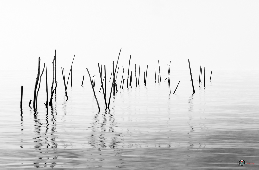 Dead Wood II Phatthalung 摄影 chookia