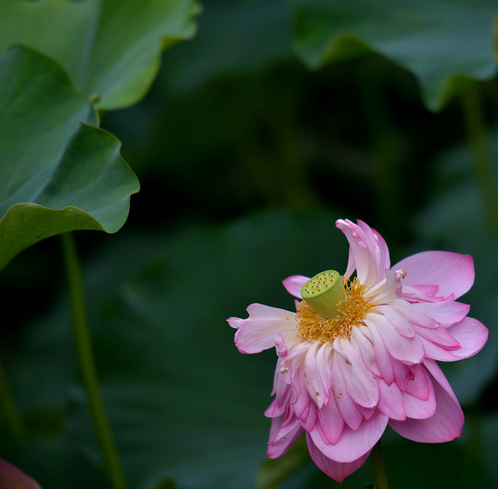 百花潭公园荷花 摄影 富春江畔