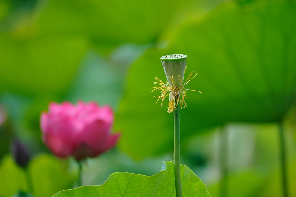 莲蓬对话 摄影 老秋叶