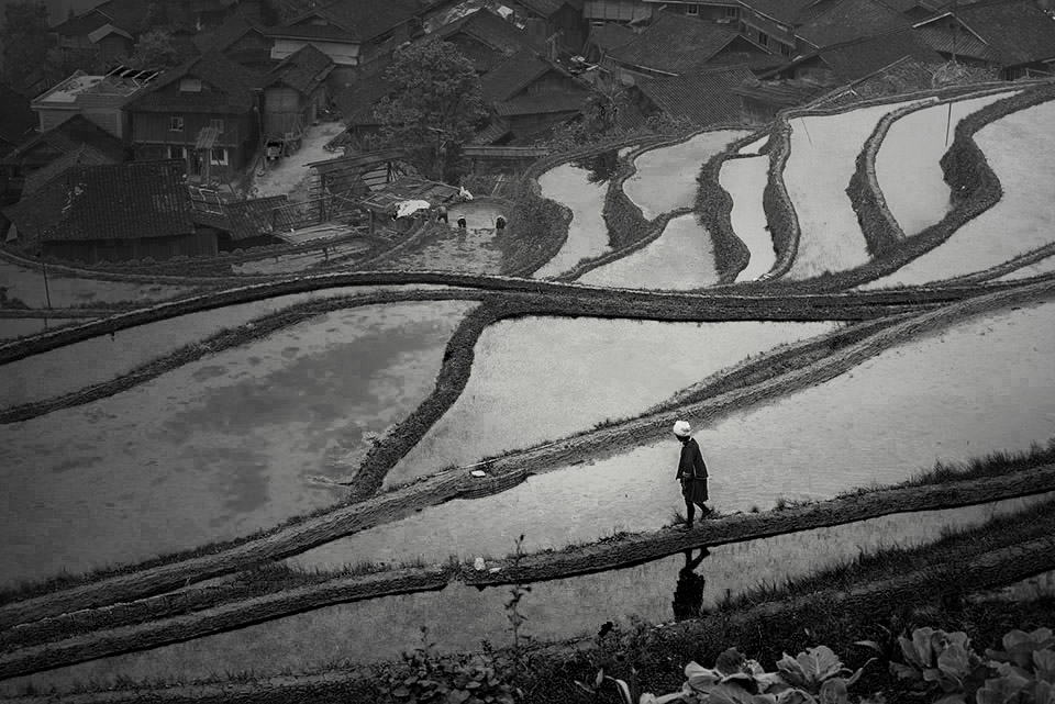 走在田间 摄影 yangguanga