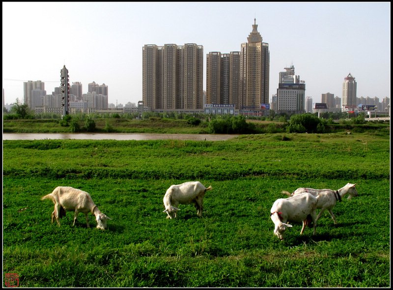 都市牧场 摄影 zhangxunyong