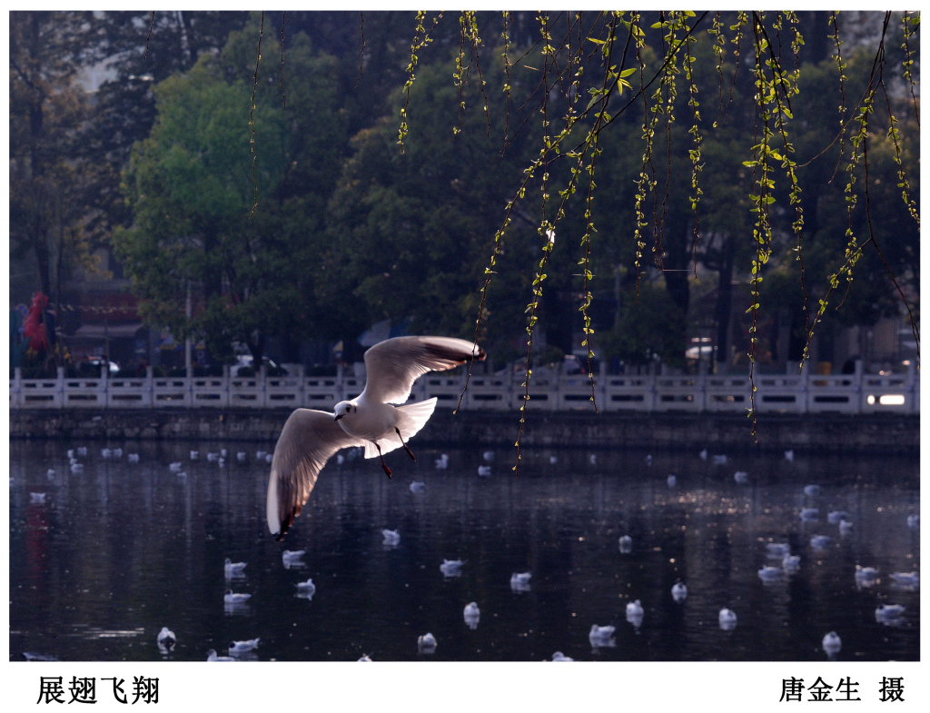 飞翔 摄影 唐朦胧