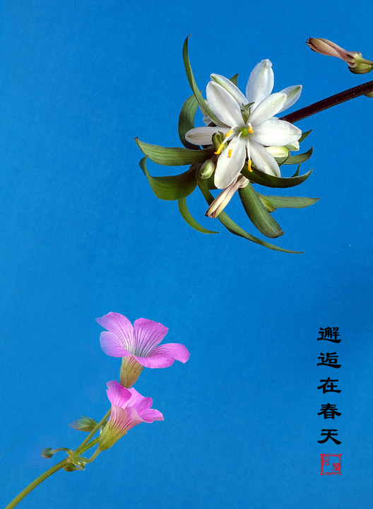 开不败的吊兰—13 摄影 老牛犇犇