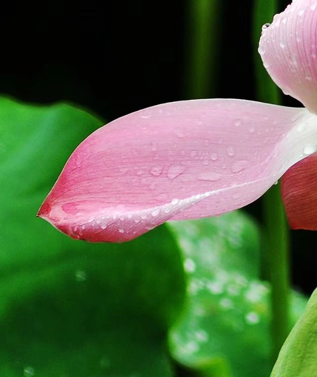 雨荷 摄影 风声