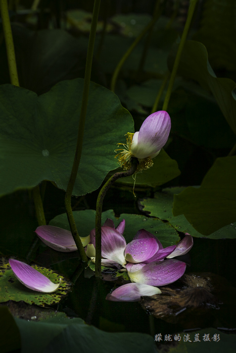 花落去~ 摄影 朦胧的淡蓝