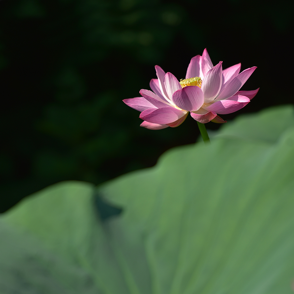 荷27 摄影 津门吉祥三宝