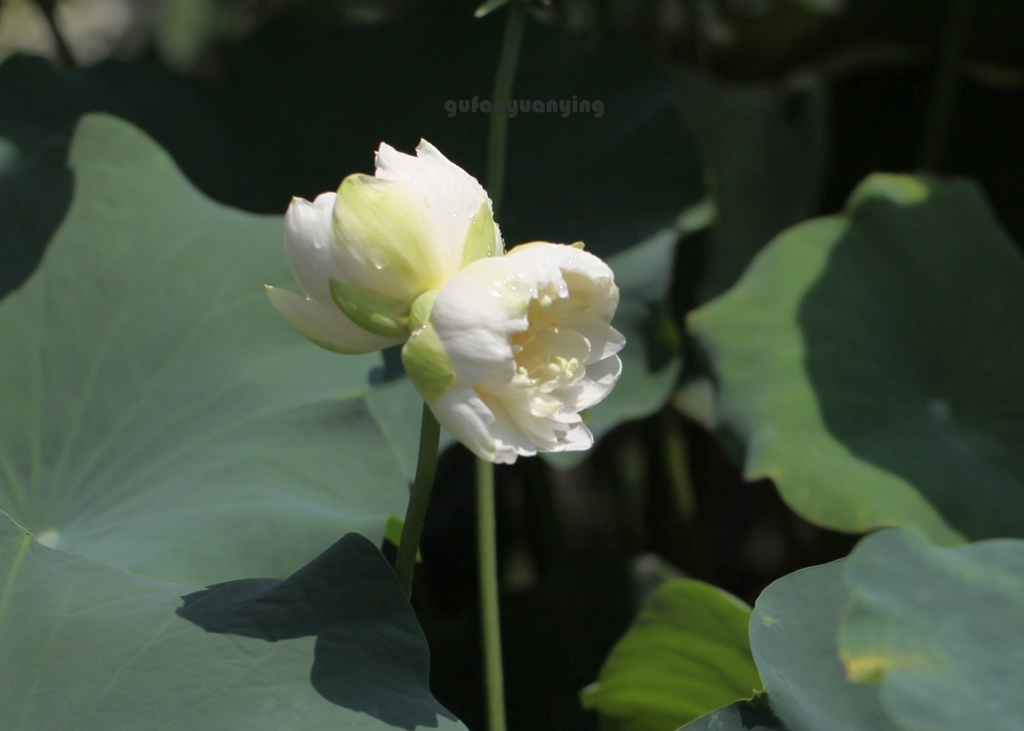 并蒂莲 摄影 gufanyuanyin