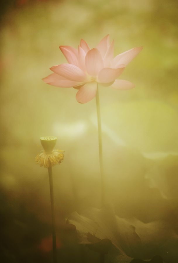 写意荷花别样情 摄影 QY_CANON