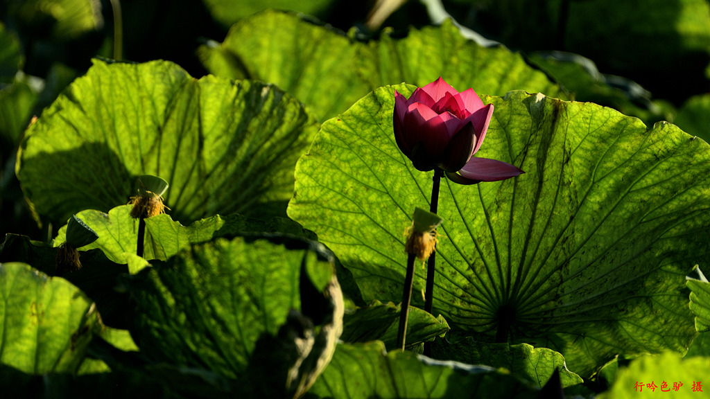 朝花 摄影 蓝色驴