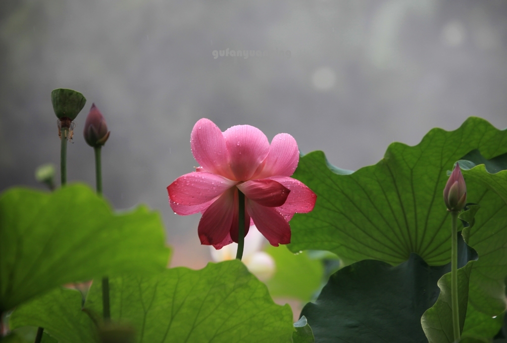 流连 摄影 gufanyuanyin