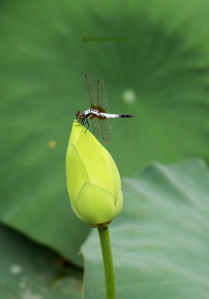 小荷才露尖尖顶 摄影 gufanyuanyin