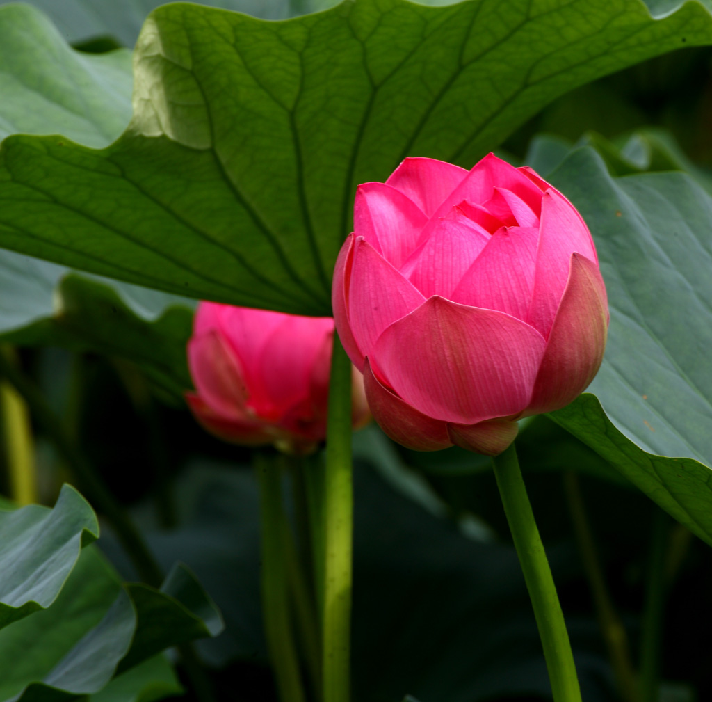 荷花2 摄影 云游四海2011