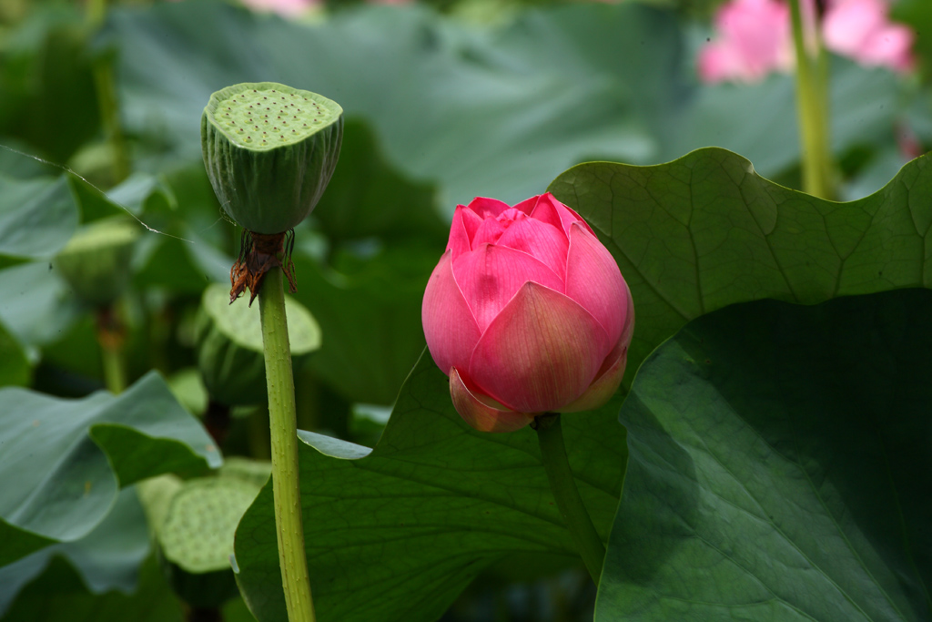 荷花3 摄影 云游四海2011