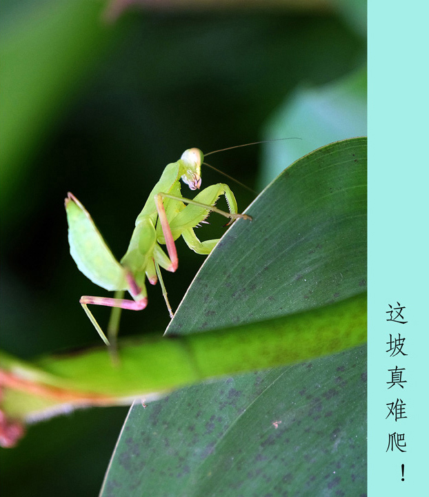 小荷塘、大社会-2 摄影 老牛犇犇