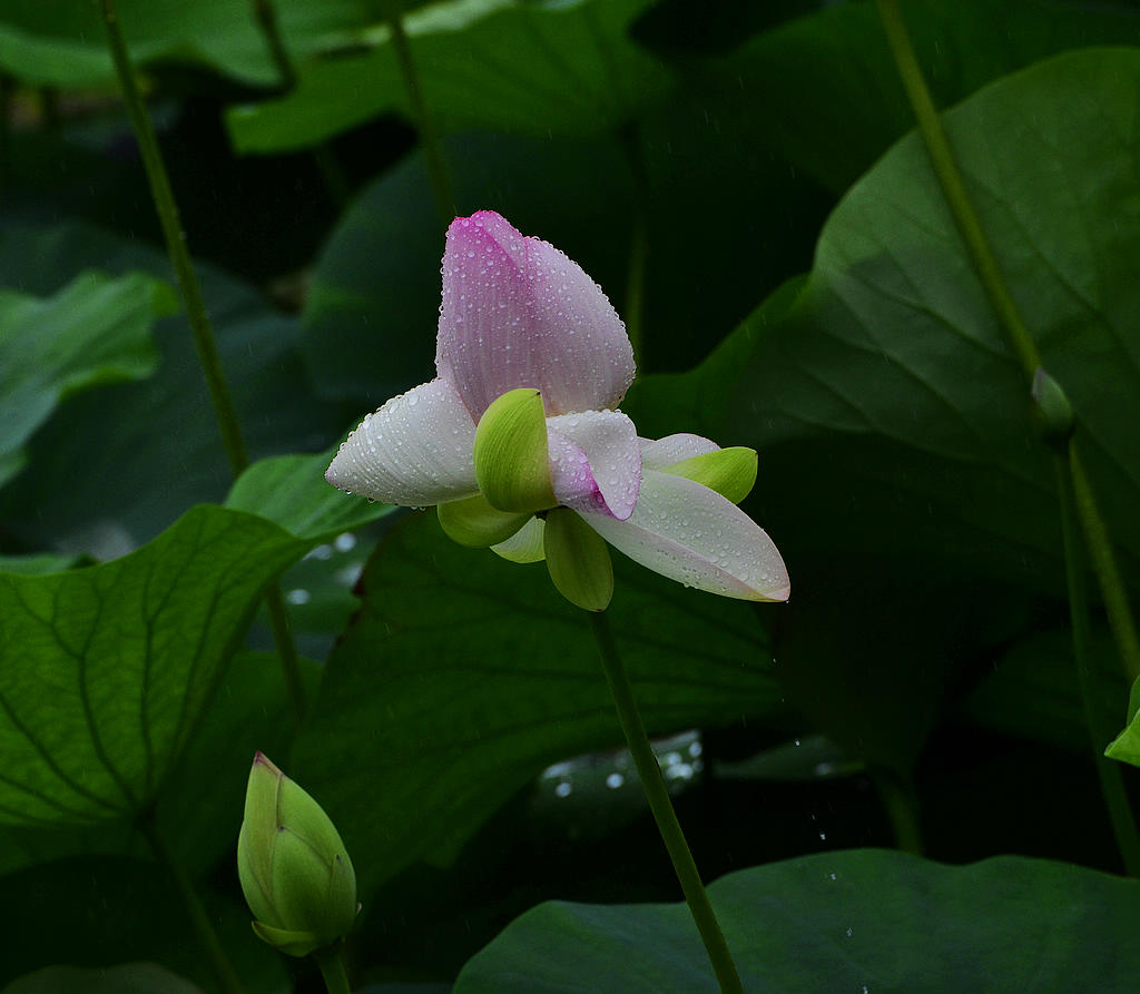 青岛雨中荷花 摄影 qdzp